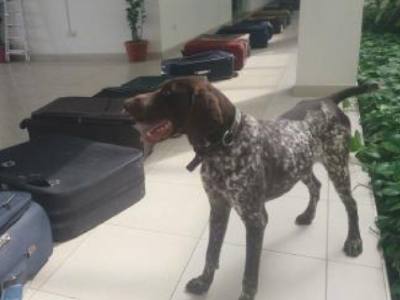 pointer working dogs