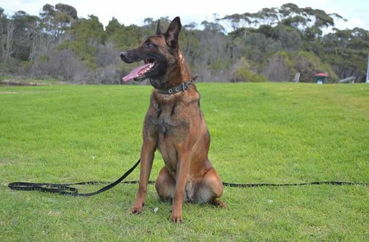 belgian shepherd police dog