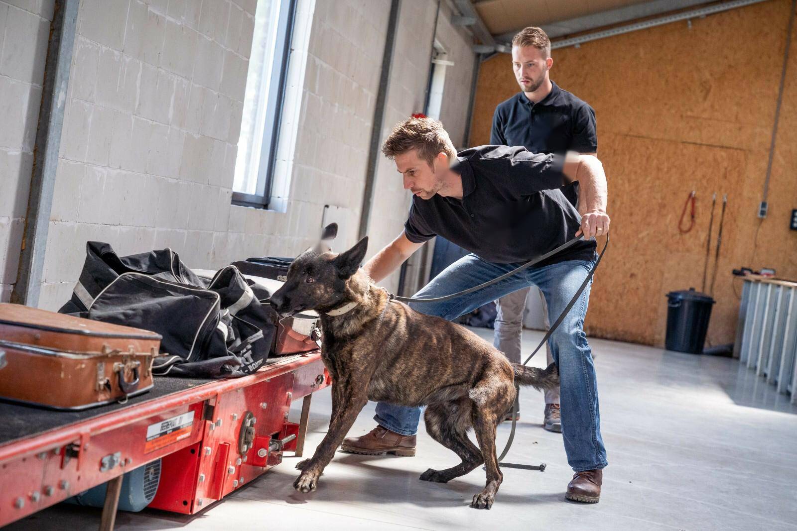 are airport dogs trained to smell drugs