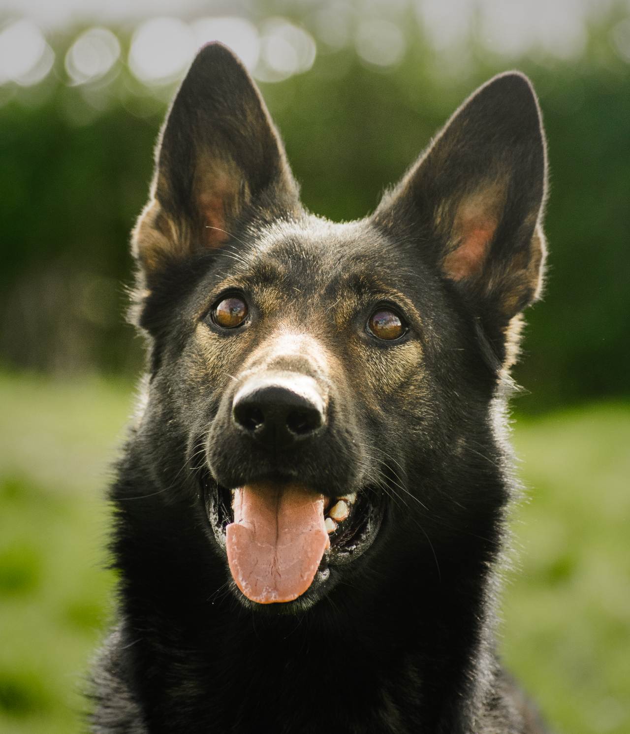 are-police-dogs-friendly-k10-workingdogs-b-v-holland