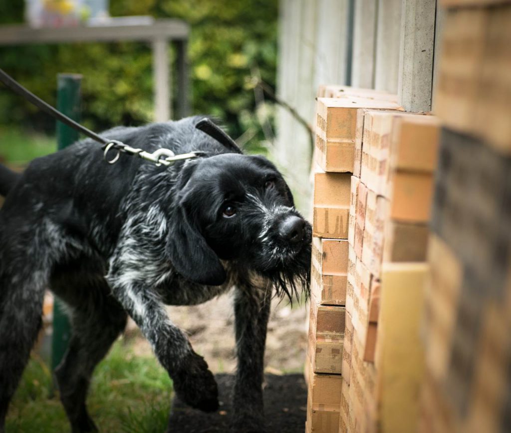 Explosive detection dogs for sale