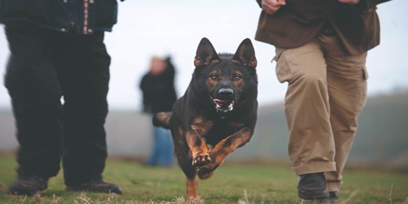 Police canines for store sale