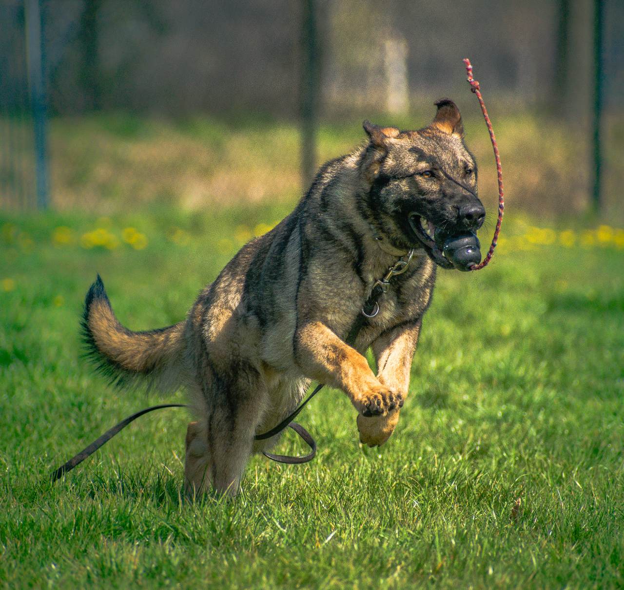 Police store dog training