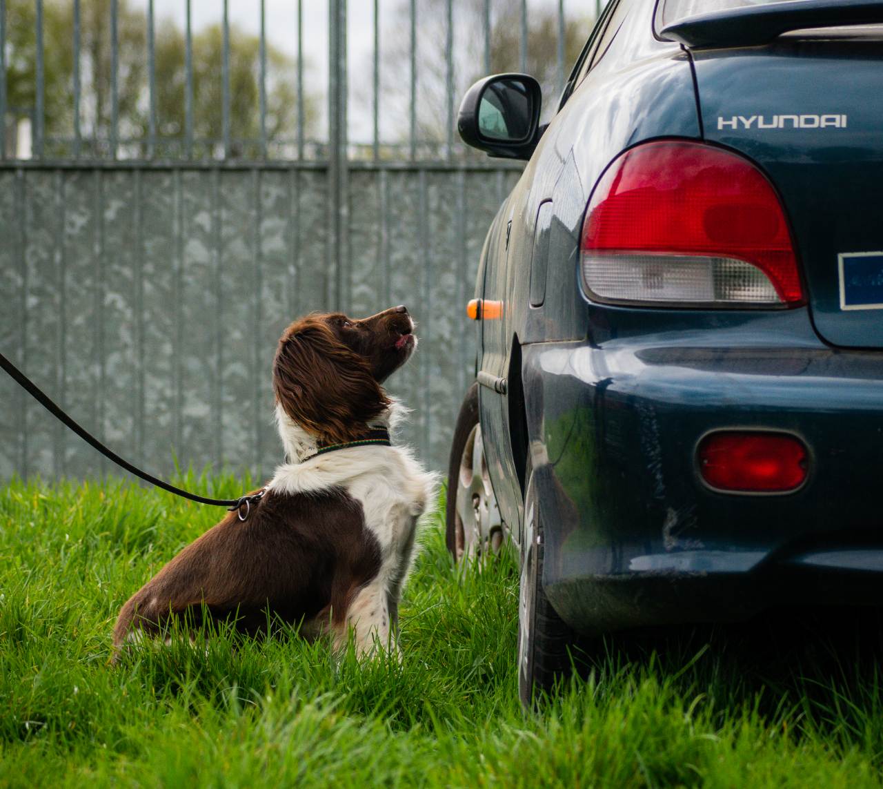 how are sniffer dogs trained