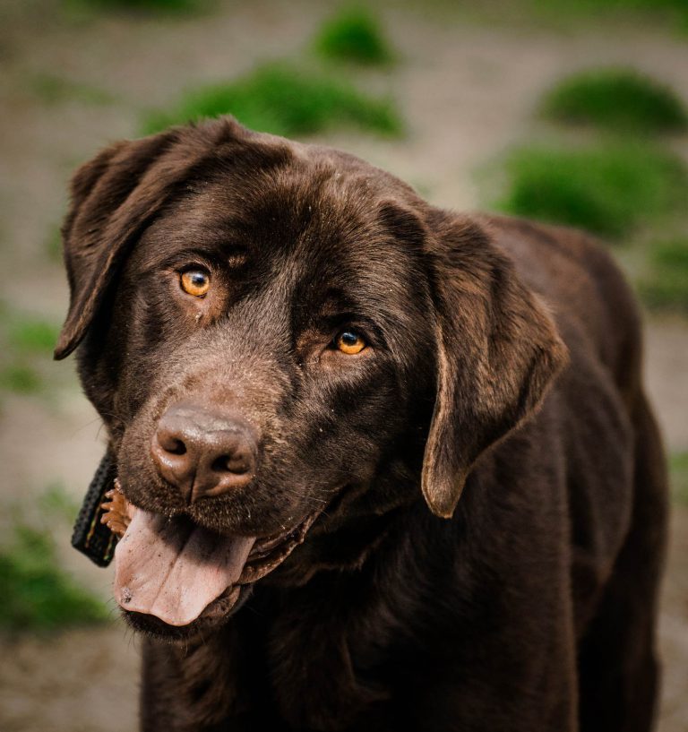 Labrador Working Dogs For Sale - K10 Working Dogs Holland