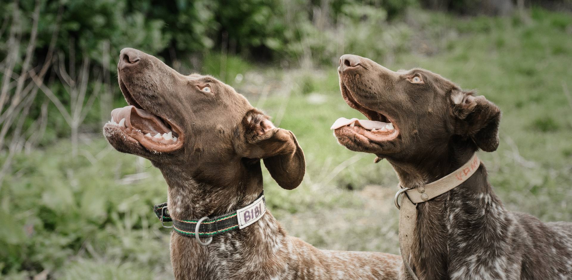 pointer working dogs for sale