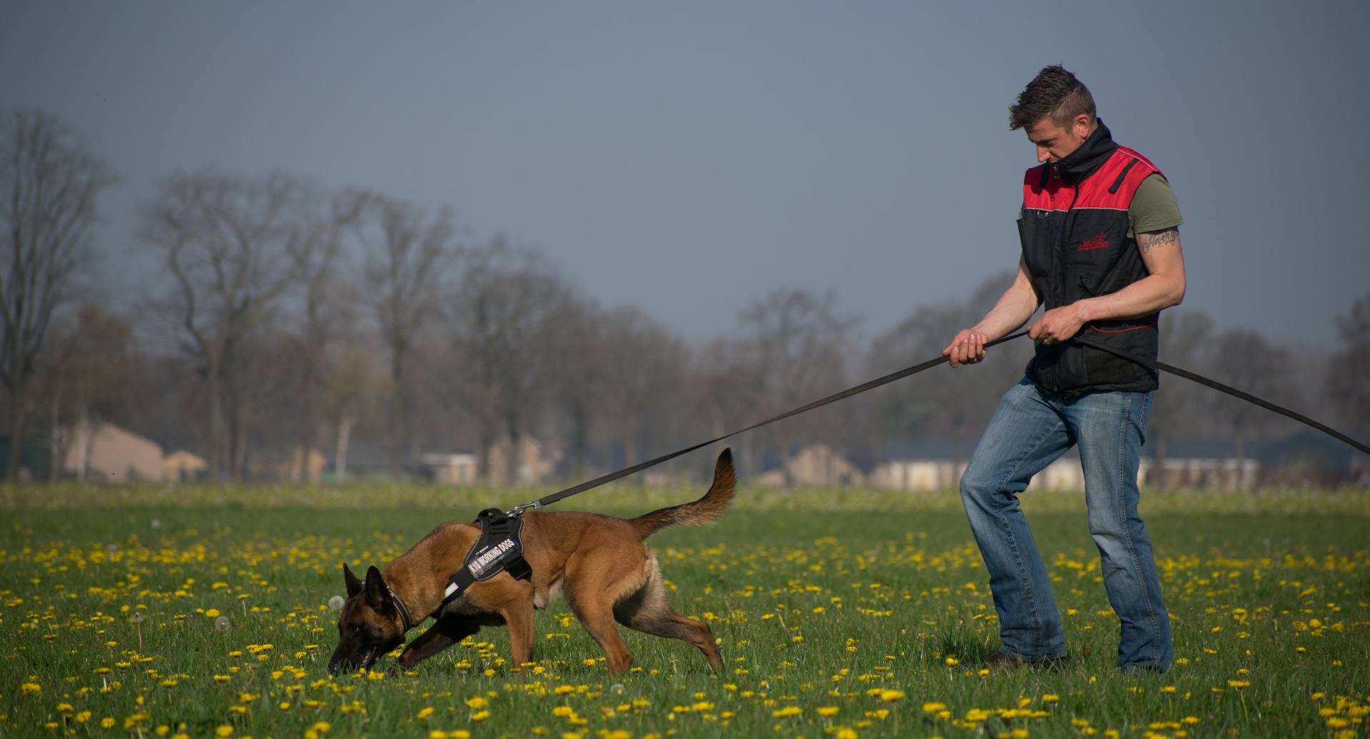 Dogs hotsell tracking dogs