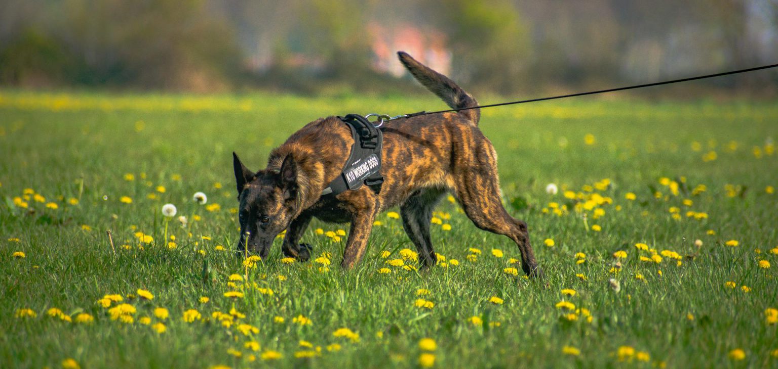 What Are The Best Sniffer Dog Breeds ? K10 Working Dogs Holland