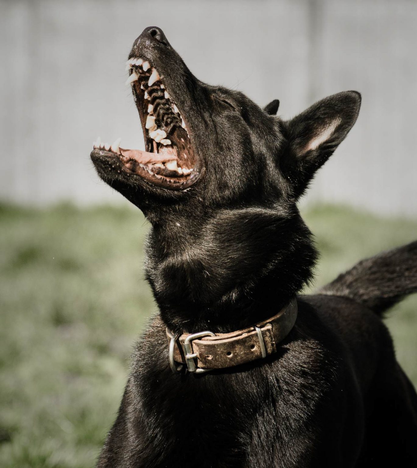 Fully Trained Protection Dogs for Sale | K10 Working Dogs Holland