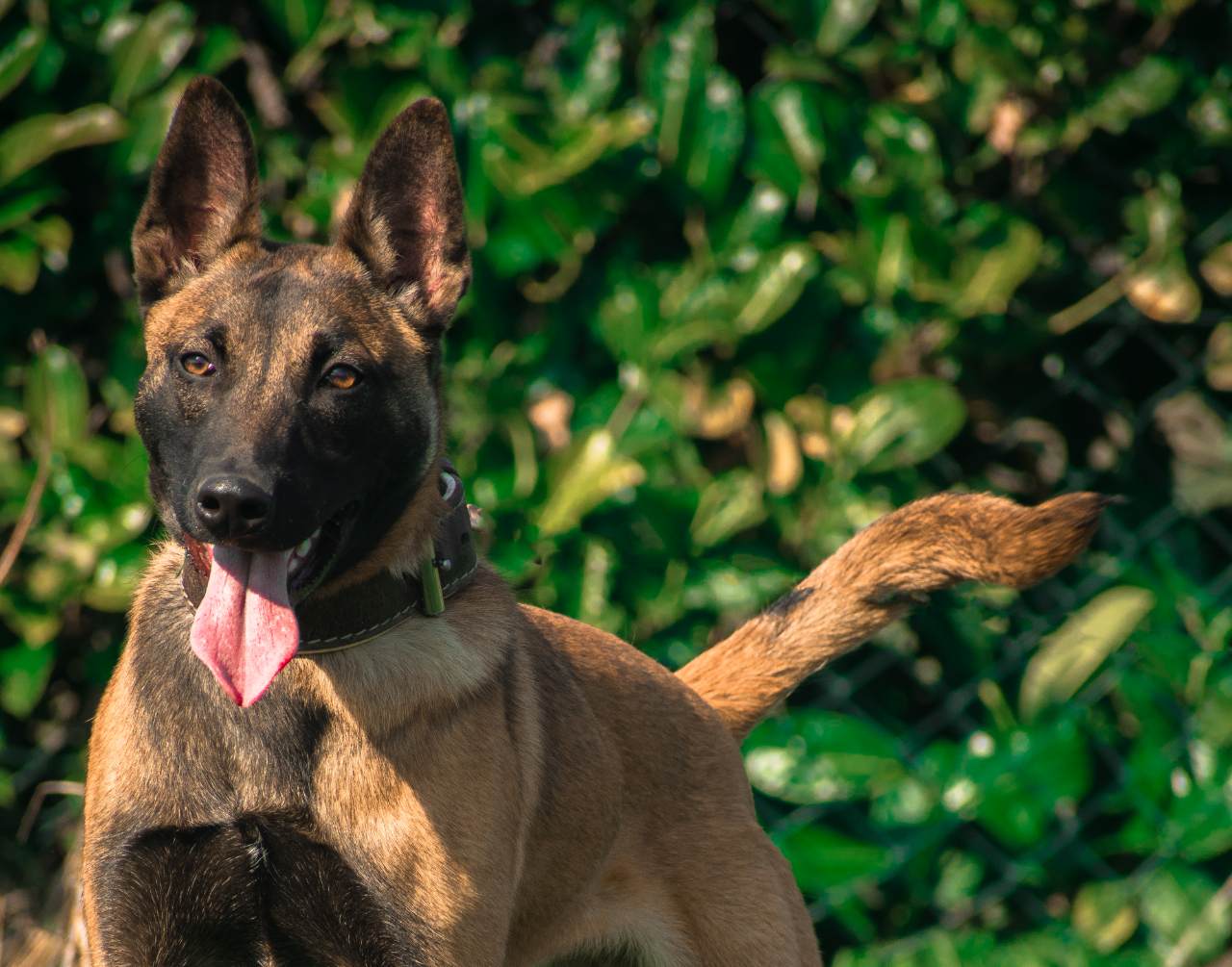 Are K9 Dogs Male or Female ? K10 Working Dogs Holland
