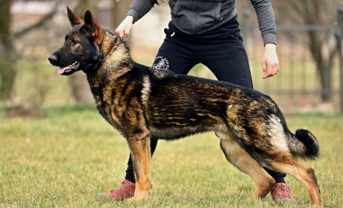 German Shepherd working line