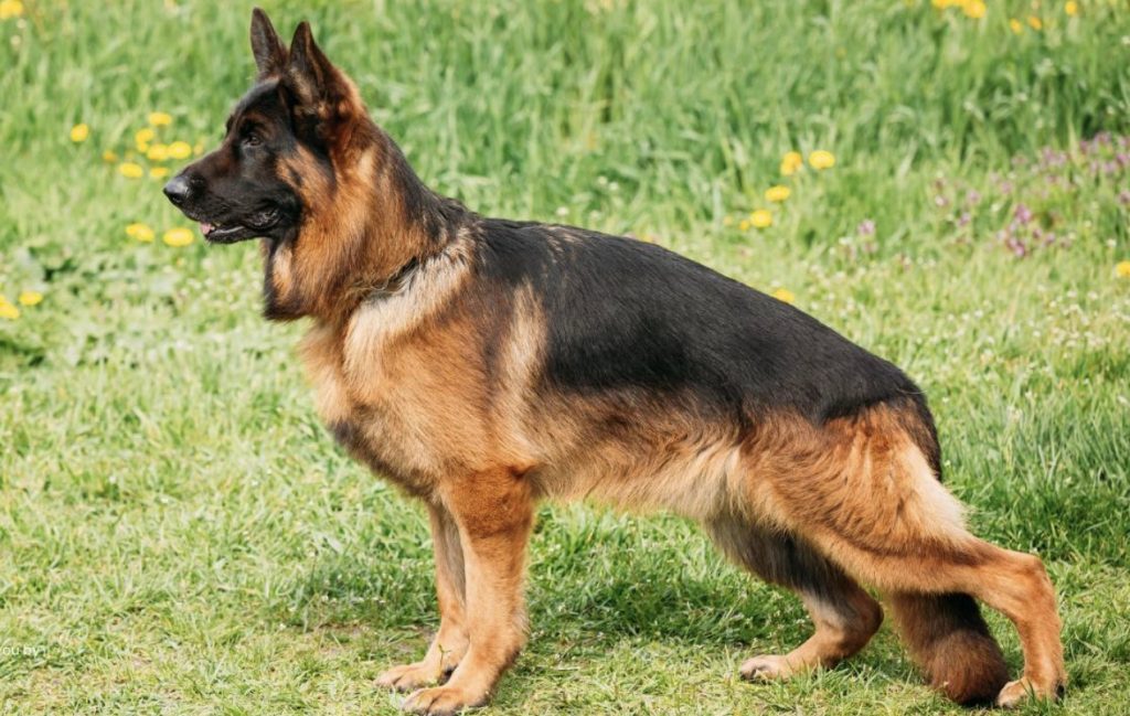 german shepherd working dog vs show dog