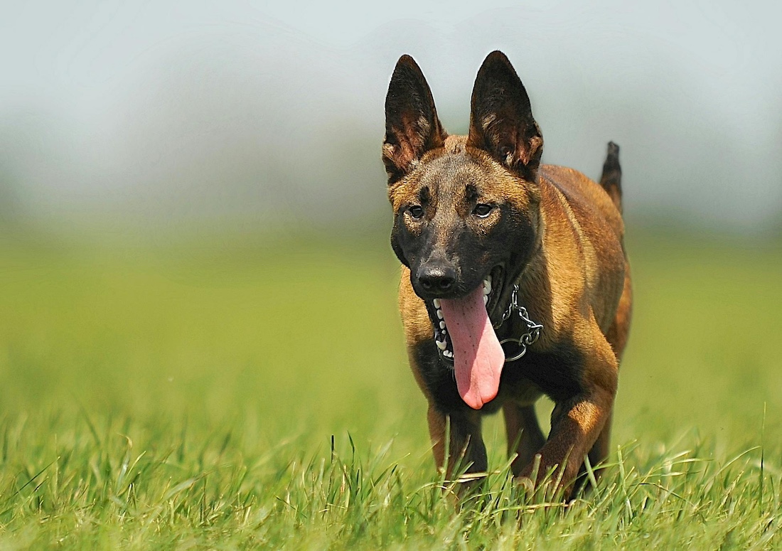 Belgian Malinois Police Dog