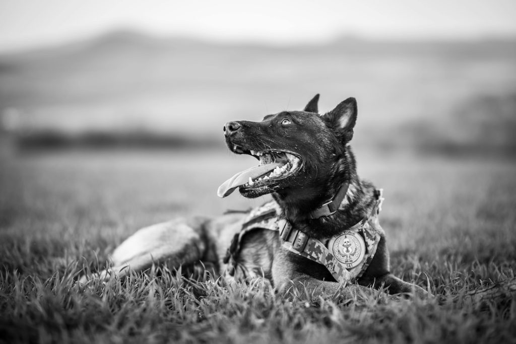 police dog breeds