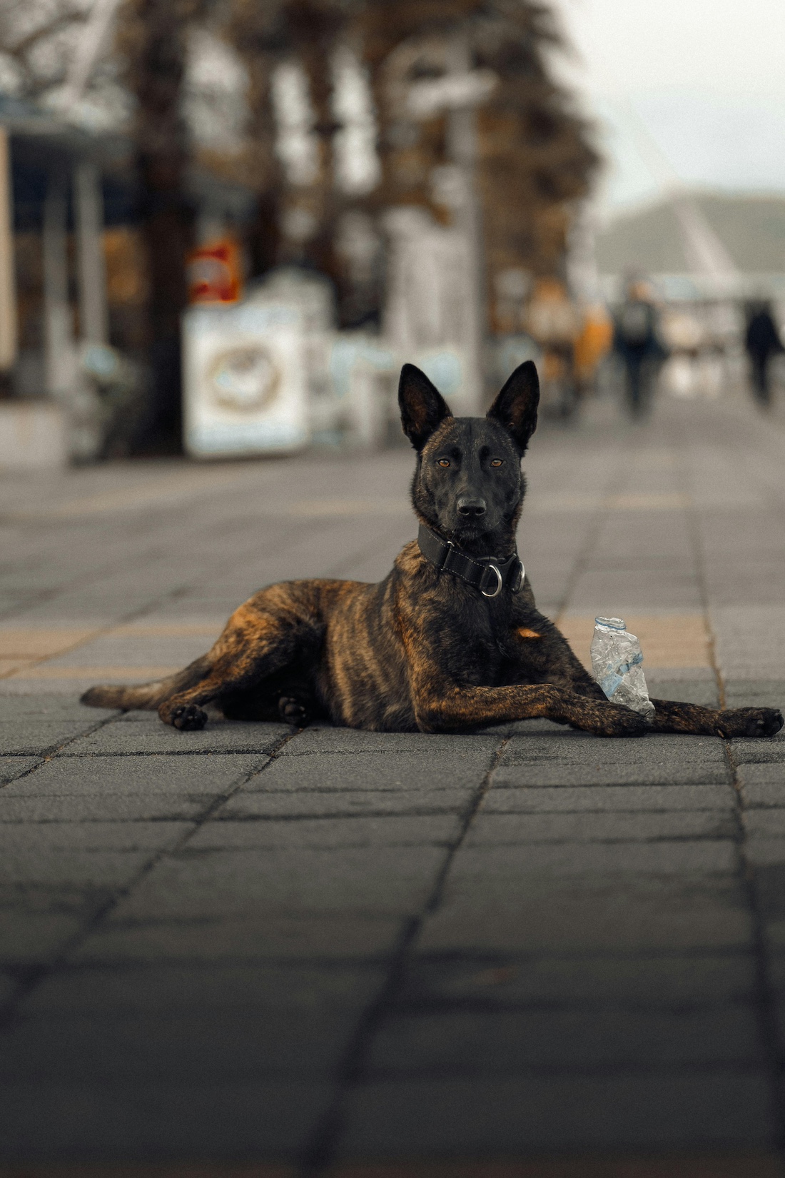 Dutch Shepherd police dog