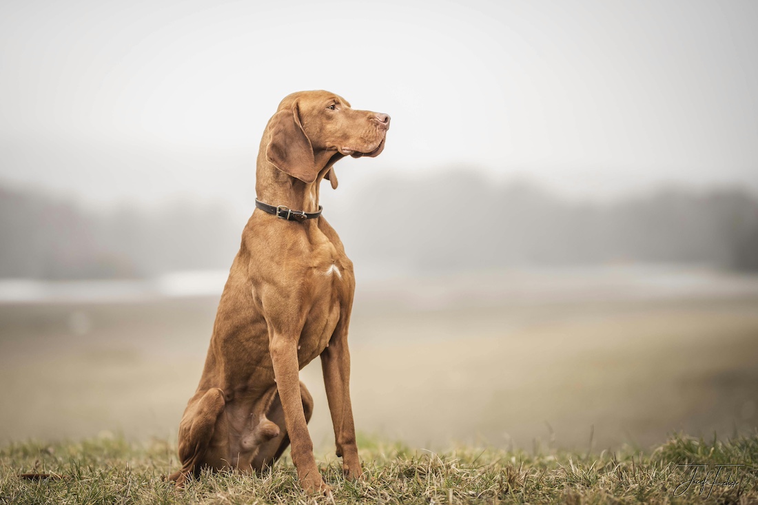 German Shorthair Pointers police dogs