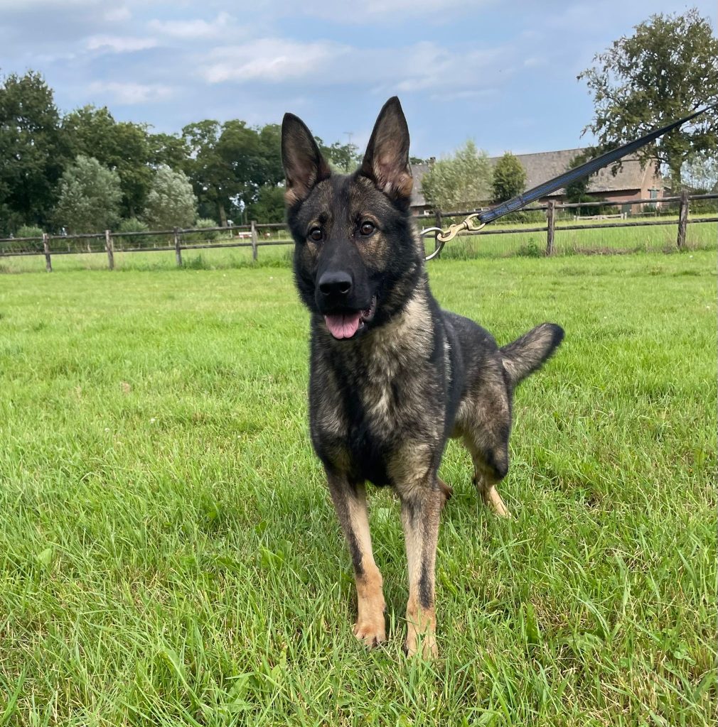 german shepherd dog working line